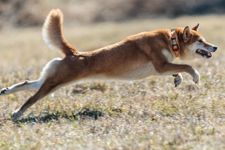 Dogecoin Defies Odds, Jumps 21% Even As ETF Debut Gets Pushed Back